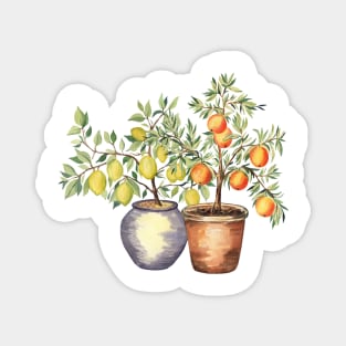 Lemon and Orange Trees in Pots Magnet