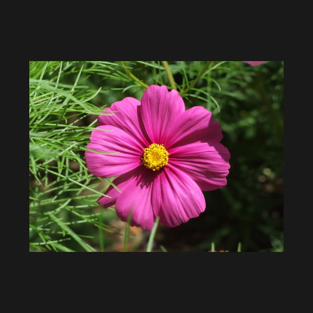 Cosmos Flower by kirstybush