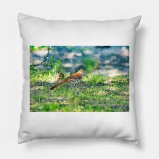 Brown Thrasher Pillow