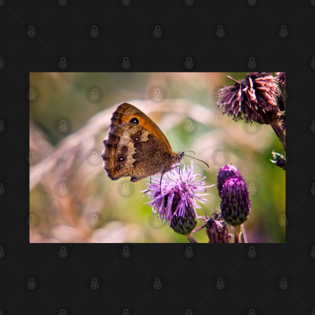 Meadow Brown Butterfly by InspiraImage