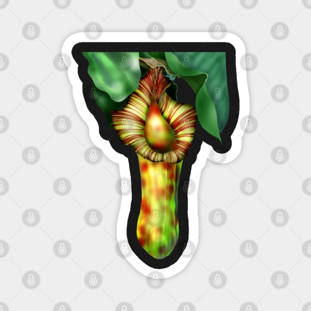 Nepenthes, Pitcher Plant Art Magnet by H. R. Sinclair