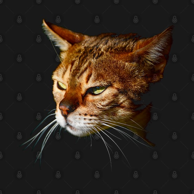 Bengal cat by Wolf Art / Swiss Artwork Photography