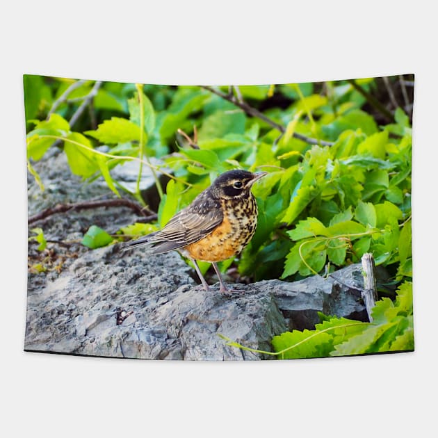 A Young Juvenile American Robin Standing On A Rock Tapestry by BackyardBirder