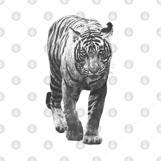 Tiger - black & white by Off the Page