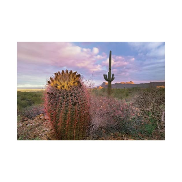 Saguaro And Giant Barrel Cactus With Panther And Safford Peaks In Distance Saguaro National Park by RhysDawson