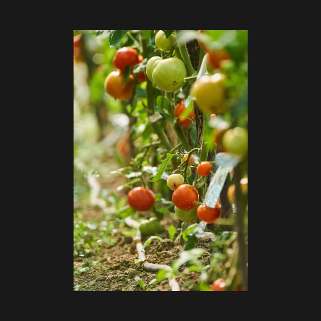 Homegrown tomatoes in the greenhouse by naturalis