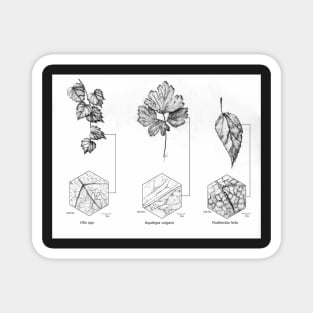 Pen and Ink Traditional Botanical Illustration Magnet