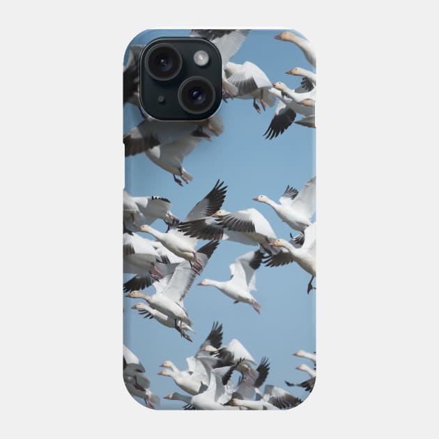 Ross's Goose Flying Phone Case by  Cory James Fine Art