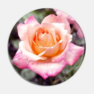 Pink Roses in Spring Pin