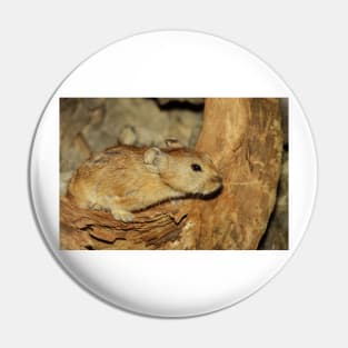 Gerbil in the Wild, Mongolia Pin