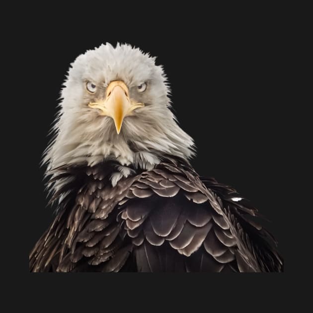 Bald Eagle portrait "mean mug" by Todd Graven Photography 