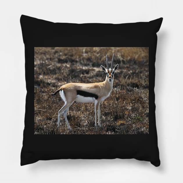 Thomson's Gazelles, Serengeti, Tanzania. Pillow by Carole-Anne