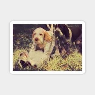 Italian Spinone Puppy Wrestling Magnet