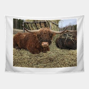 Scottish Highland Cattle Bull 2340 Tapestry