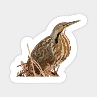 Lentiginous Bittern Magnet