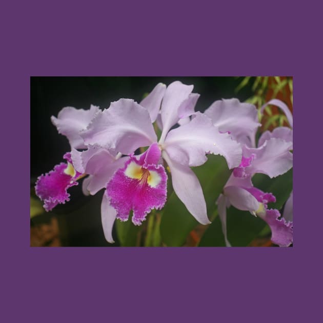 Orchid, Kew Gardens, July 2021 by RedHillDigital