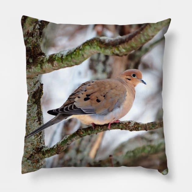 Mourning Dove Perched In a Tree Staring At The Camera In The Winter Pillow by BackyardBirder