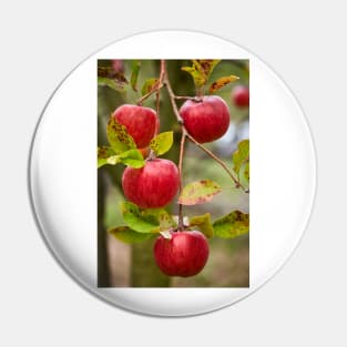 Closeup of red apples on branches Pin