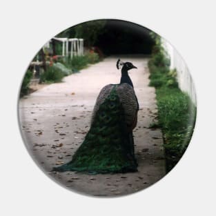 Peacock Path Pin