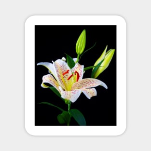 Lovely Sonata Three Stem lily Magnet