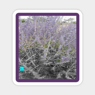 lavender 5 Magnet