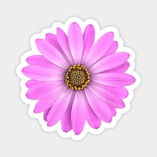 Purple African Daisy Flower Magnet