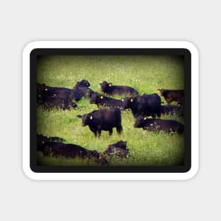 Country Farm Photography Art Farmland Cows Magnet