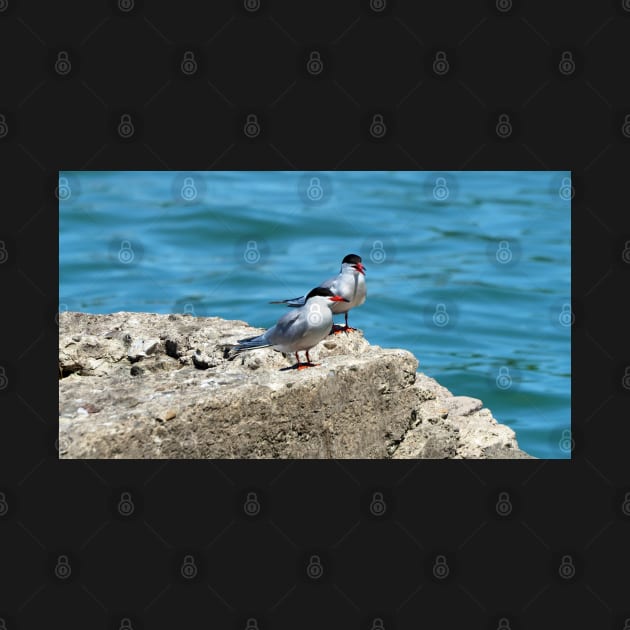 Two Caspian Terns Standing On A Rock by BackyardBirder