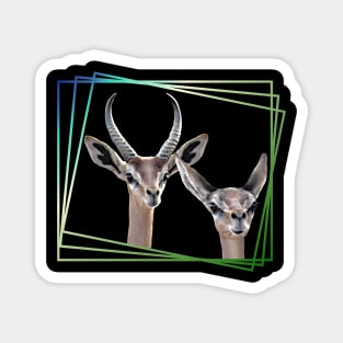 Gerenuk - Gazelle in Kenya / Africa Magnet