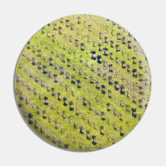 Aerial view of red wine vineyard Pin by textural