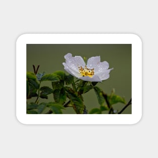 Raindrops on English Dog Rose Magnet