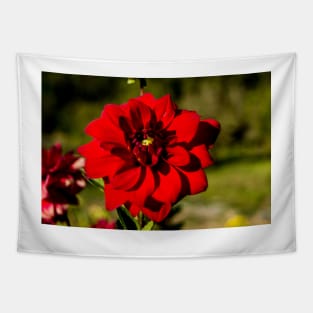 alb dahlia Tapestry