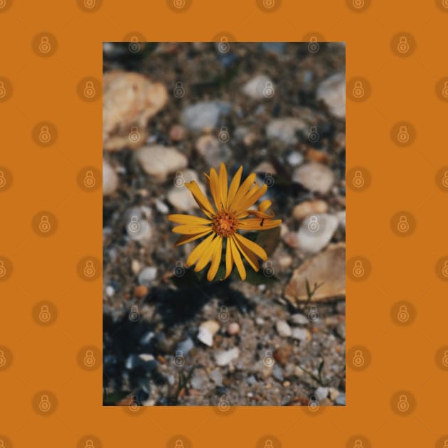 Hairy (False) Golden Aster by tessiaphoto