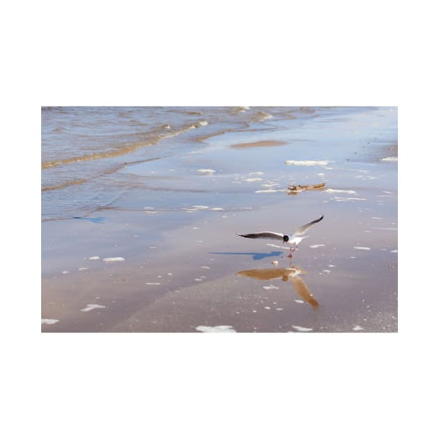 Black-headed gull at Baltic sea by lena-maximova