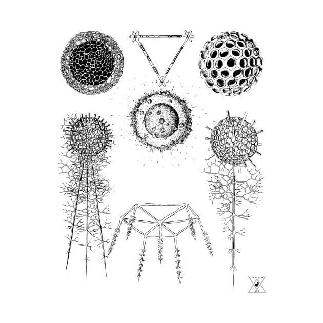 Radiolaria | Sea Creatures Microscopic Animals by encycloart