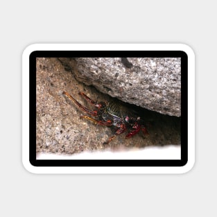 Red Rock Crab Magnet