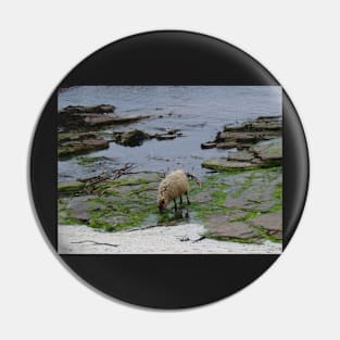 Seaweed-eating sheep Pin