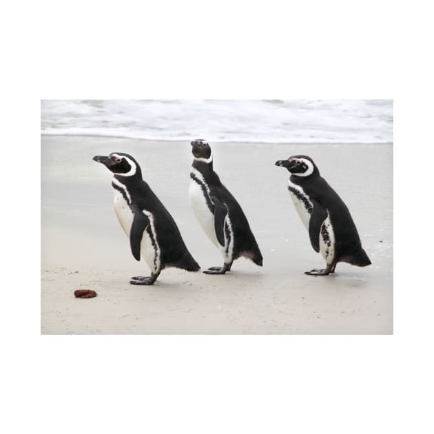 Magellanic Penguins on the Beach by Carole-Anne