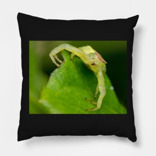 Unique and organic photo of a crab spider Pillow