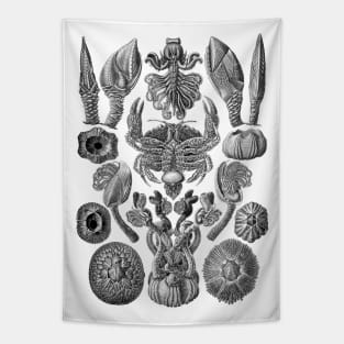 Ernst  Haeckel Cirripedia Crab Black & White Tapestry