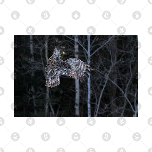 Hover - Great Grey Owl by Jim Cumming