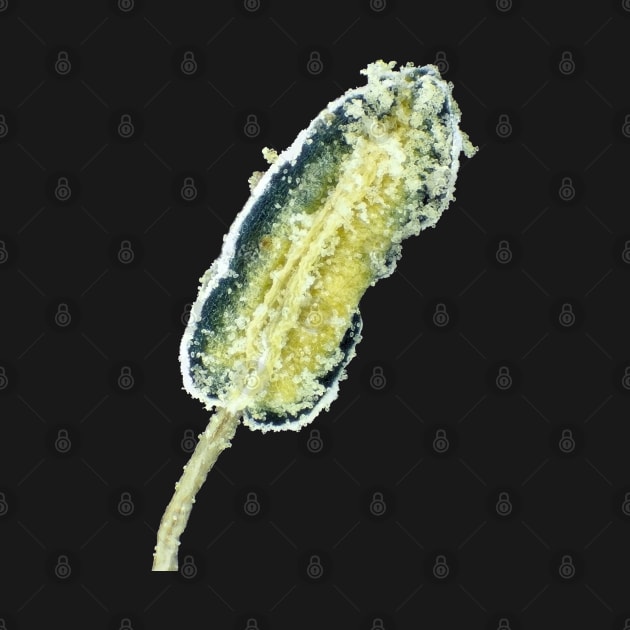 Hot pepper flower stamen with pollen under the microscope by SDym Photography