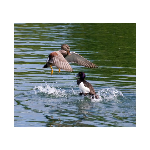 Gadwall V's Tufted Duck by Nigdaw