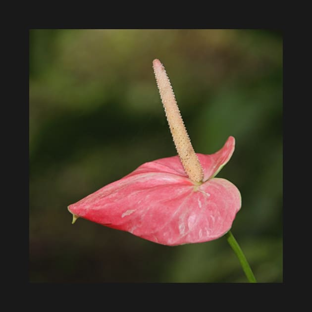 Anthurium by Carole-Anne