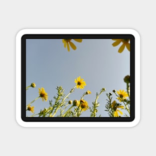 Beautiful summer yellow flowers Magnet