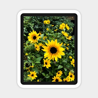 Large bright yellow blossoms Magnet