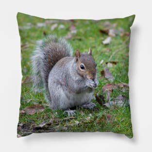 Wild Grey Squirrel Pillow