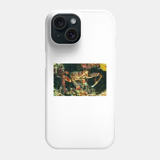 Caribbean King Crab Phone Case by Scubagirlamy