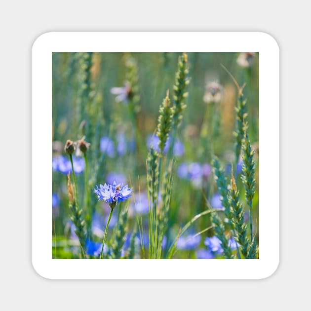 Cornflower and wheat field Magnet by ansaharju