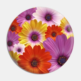 Colorful Pastel Medley of African Daisies / Osteospermums Pin